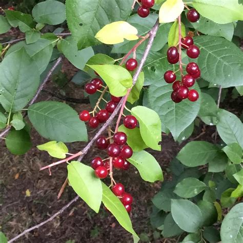 Tree With Red Berries In My Yard In The Plant Id Forum