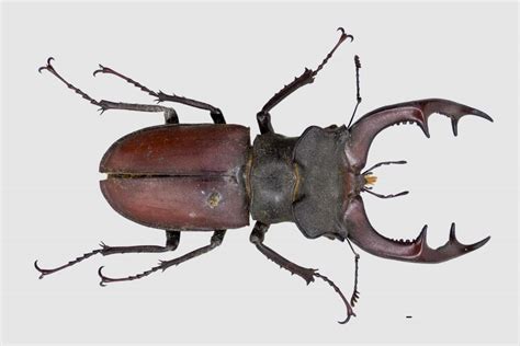 Het vliegend hert, ook wel groot vliegend hert of hertkever (lucanus cervus) is een kever uit de familie vliegende herten, waarvan het de naamgever is.het vliegend hert komt onder andere voor in belgië en nederland, maar is daar erg zeldzaam. Lucanus cervus (Linnaeus, 1758) | UK Beetle Recording