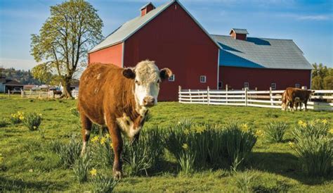 Experienced Farmers Share Lessons In Raising Livestock Hobby Farms In