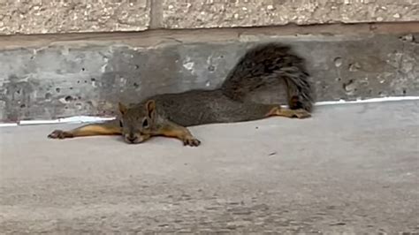 to survive extreme heat squirrels go sploot