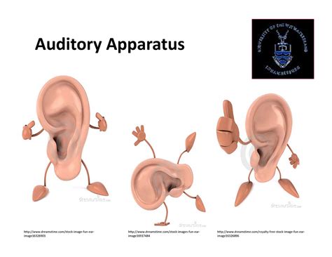8 Auditory Apparatus Aantomy Lecture Slids On Head An Neck Region