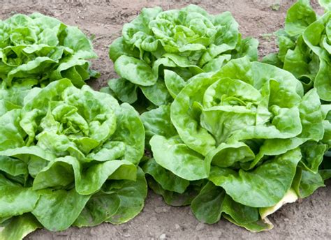 Lettuce Varieties A Guide To Whats What Huffpost