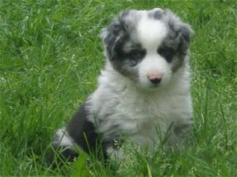 These puppies are out of beautiful, kind hearted friendly parents. Miniature Australian Shepherd Puppies in Minnesota