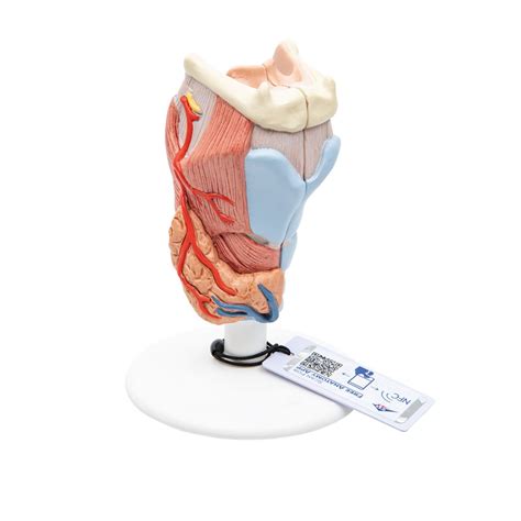 Human Larynx Model Part B Smart Anatomy Sem Trainers