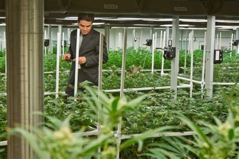 Az Lawmakers Tour Medical Cannabis Cultivation Site Arizona Capitol Times