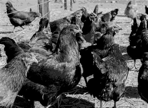A History Of Chickens Then 1900 Vs Now 2022