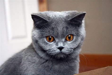British Shorthair Wallpapers Top Free British Shorthair Backgrounds 71a