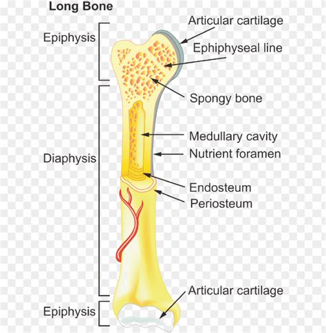 Long Bone Anatomy Labeled