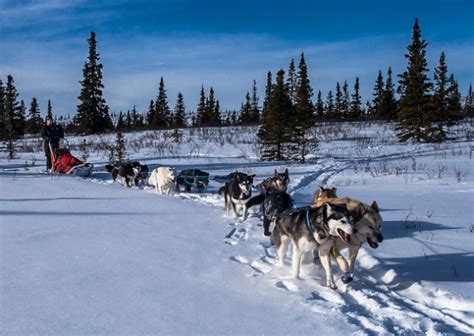 7 Fascinating Facts About Denalis Sled Dogs