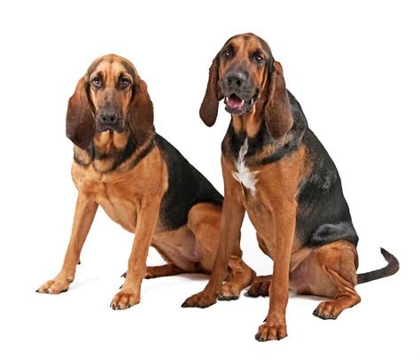 bloodhound spockthedogcom