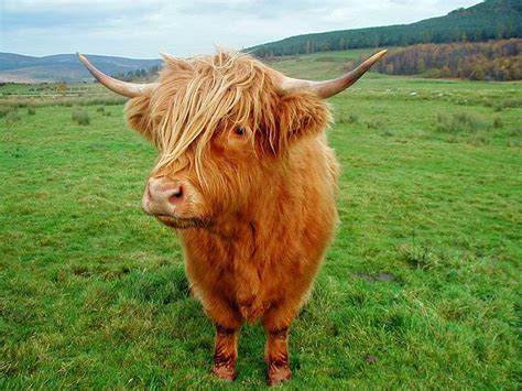 Highland Cattle Pets