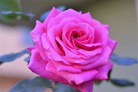 Beautiful Pink Rose Flower Vlrengbr