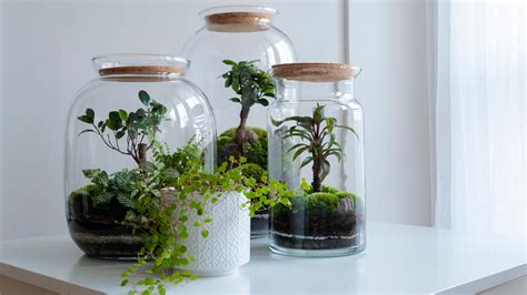 15 Types Of Terrarium Plants Anyone Can Take Care Of