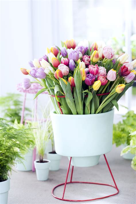Holland is the main breeder but tulips are also grown in the uk. Fresh flowers from Holland - Florca Westland