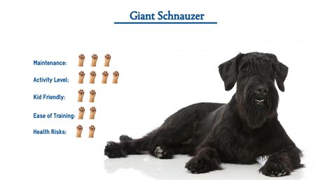 Giant Schnauzer Dog Breed Everything You Need To Know At A Glance