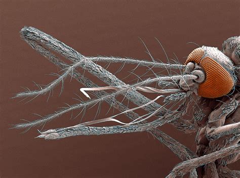 Mosquito Mouthparts Sem Photograph By Steve Gschmeissner Pixels