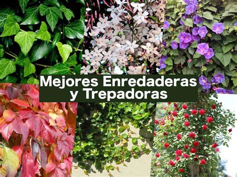 19 Mejores De Plantas Trepadoras Y Enredaderas Consejos Con Y Sin