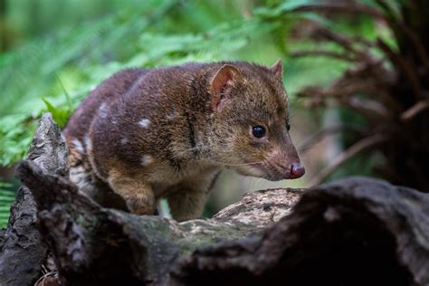 Spotted Tail Quoll Sean Crane Photography
