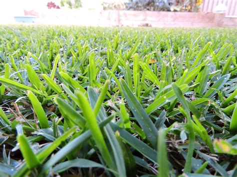 Drought Tolerant Grass Varieties What Are Some Types Of Drought