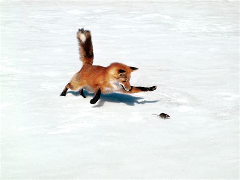 All About Animal Wildlife Red Fox Photos Images And