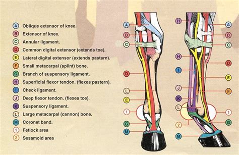 Horse Forelimb Anatomy Muscle