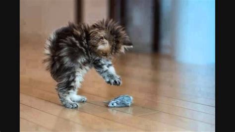 Cute Kittens Video Lovely Cats And Kittens At Its Best