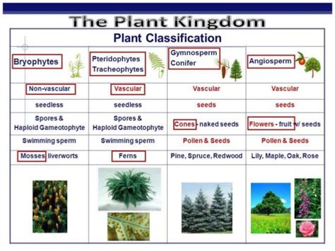 What Are The Major Divisions In The Plantae Thallophyta Bryophyta