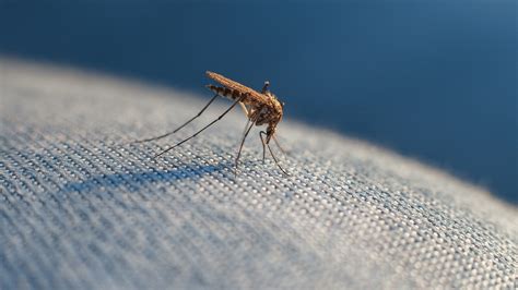 Can A Mosquito Bite Through Your Clothing