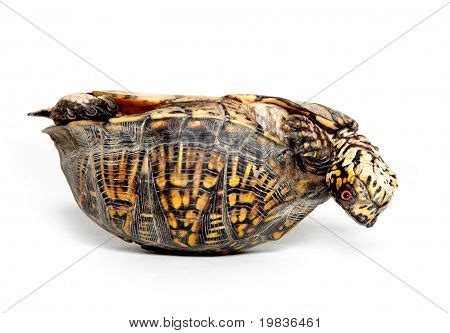 Box Turtle Upside Down Image Photo Free Trial Bigstock