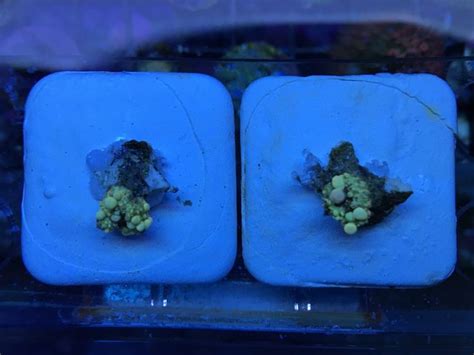 California - Neptune Bounce Mushroom | REEF2REEF Saltwater and Reef ...