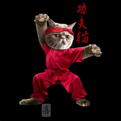 Kung Fu Cat Cat Illustration Funny Cat Photos Cat Art