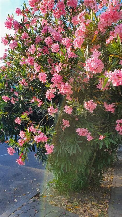 Blooming Oleander Beautiful But Poisonous Stock Photo Image Of