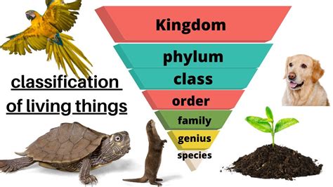 Taxonomy Classification Of Living Things Youtube