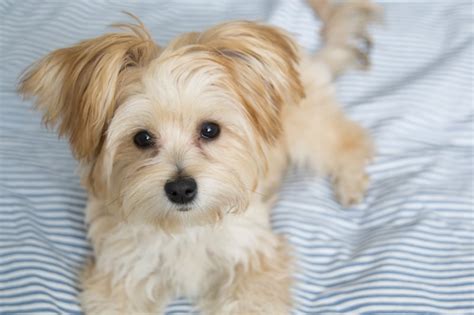 8 Awesome Maltese Mixes The Cutest Cuddliest Maltese Mixed Breeds 2023