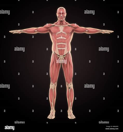 Sistema Muscolare Immagini E Fotografie Stock Ad Alta Risoluzione Alamy