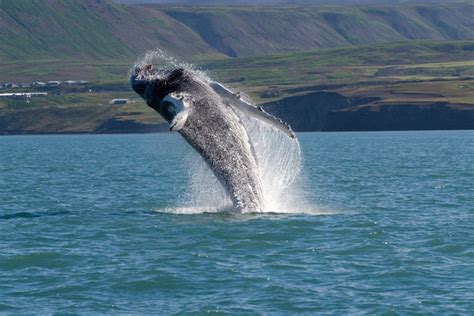 10 Best Whale Watching Tours Around the World (with Map) - Touropia