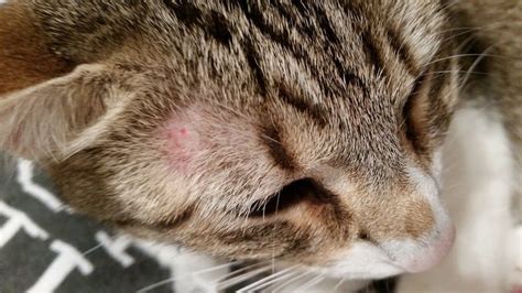 Skin Problems In Cats Common Causes And Treatment My