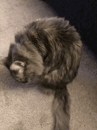 Cute Cat  Cute Cat Scratch Discover And Share S