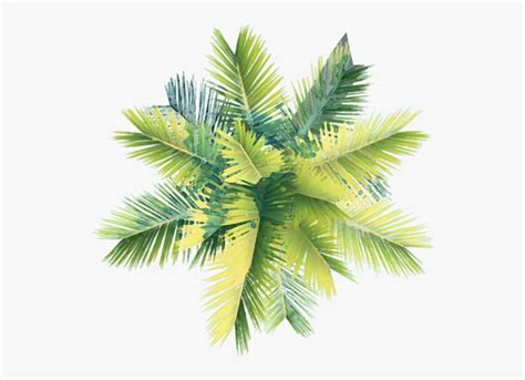 Transparent Background Palm Tree Png Plan - Rwanda 24