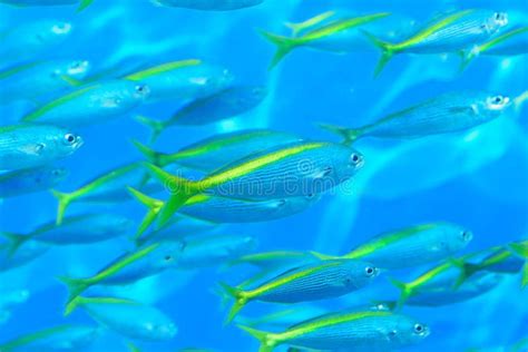 Fish Swimming In Deep Blue Sea Waters Stock Photo Image Of Natural