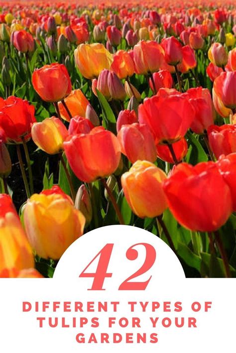 42 Different Types Of Tulips For Your Gardens With Images Types Of