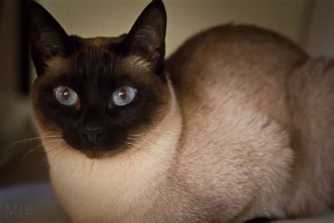 A Siamese Cat With Blue Eyes Sitting On A Bed Looking At The Camera