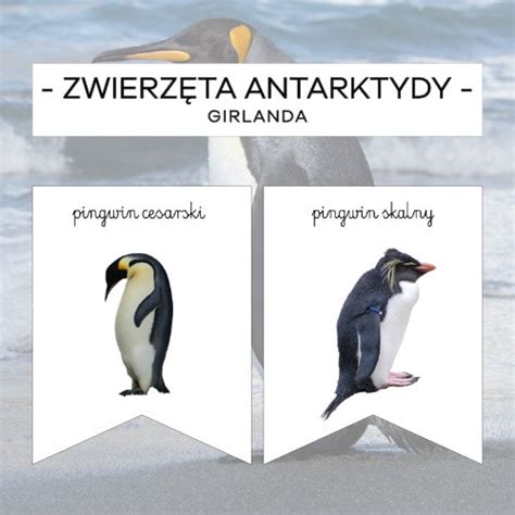 Zwierzęta Antarktydy girlanda z podpisem Materiały Montessori