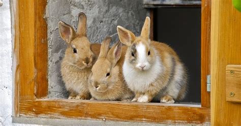 Siap sbmptn 2017 matematika dasar. Contoh SOAL Perkalian Matematika Lengkap dengan ...