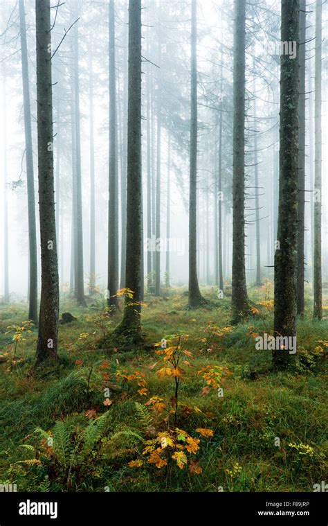 Autumn Forest Bavaria Germany Europe Stock Photo Alamy