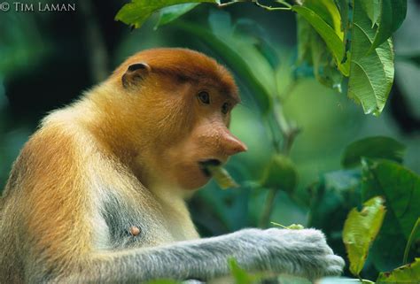 Female Proboscis Monkey Tim Lamans Wildlife Photo Archive