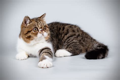 Exotic Shorthair Dog Breed History And Some Interesting Facts