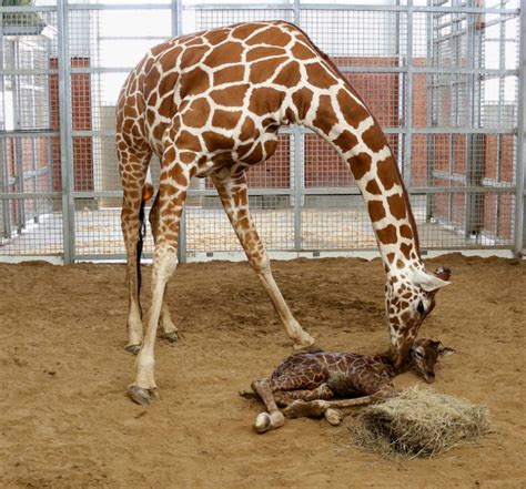 Dallas Zoo Welcomes Baby Giraffe