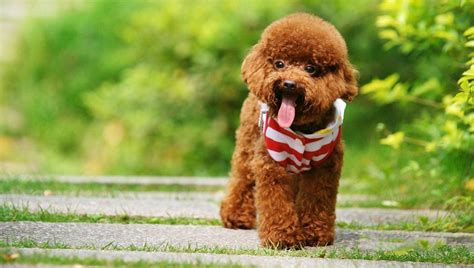 Những Hình ảnh Con Chó Dễ Thương đáng Yêu Nhất Onlineazvn Kênh