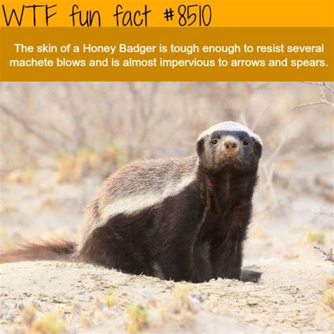 Honey Badger Wtf Fun Facts Animal Facts Wtf Fun Facts Weird Facts